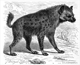 Spotted Hyena Or Spotted Hyena