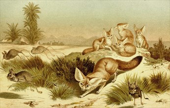 Fennec Or Desert Fox