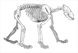 Skeleton Of A Brown Bear