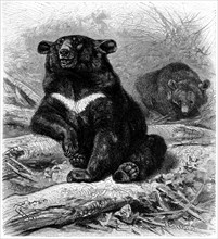 Asiatic Asiatic Bear