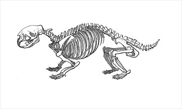 Porcupine Skeleton
