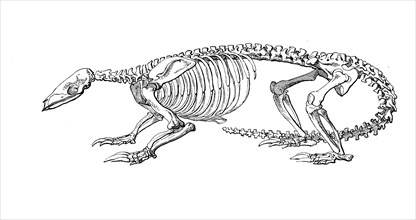 Pangolin Skeleton