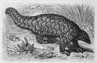 Pangolin