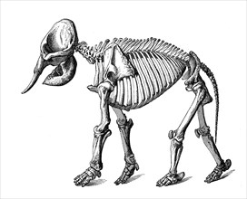 Asian Elephant Skeleton