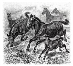 Tarpan (Equus Ferus)