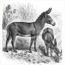 Steppe Donkey