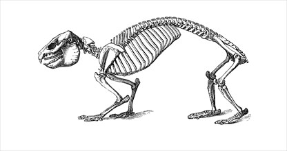 Rock Hyrax Skeleton