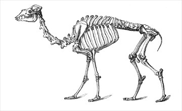 Skeleton Of Dromedary