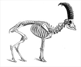Skeleton Of Alpine Ibex