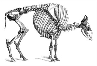Skeleton Of Wisent Or European Bison