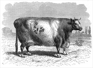 Durham Beef