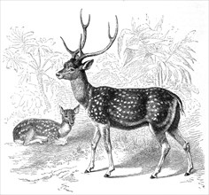 Axis Deer Or Chital