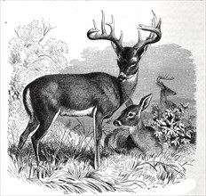 Virginia Deer