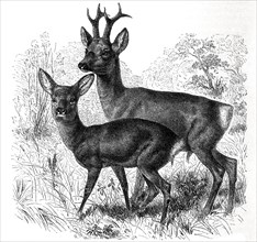 Roe Deer And Roebuck