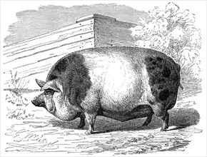 Harrisson Pig