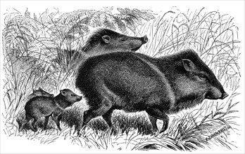 Whiskered Peccary
