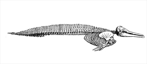 Skeleton Of Dolphin