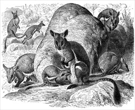 Yellow-Footed Rock Kangaroo