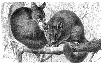 Brushtail Possum