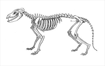 Thylacine Skeleton