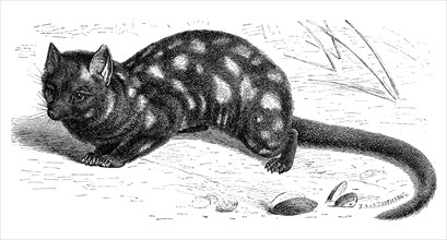 Spotted Quoll Or Eastern Quoll