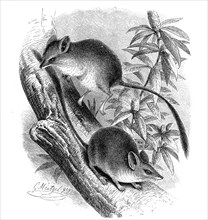 Marsupial Jerboa
