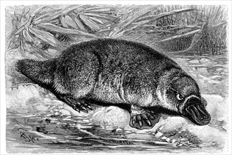 Platypus