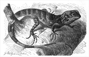 Stilt Lizard Uraniscodon Umber