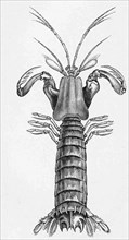 Common Mantis Shrimp
