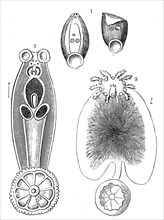 1. Epidella