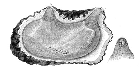 Ascidia Microcosmus