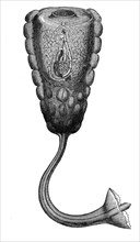 Hypobythius Calycodes