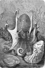 Musk Octopus