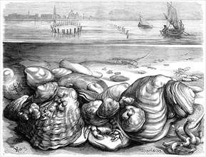 Oyster Bank And Oyster Fishery In The Mediterranean