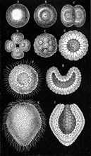 Developmental Stages Of Monoxenia Darwinii