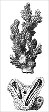 Madrepora Verrucosa