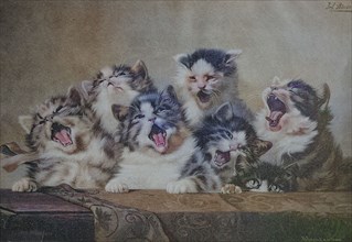 6 Kittens Yawning