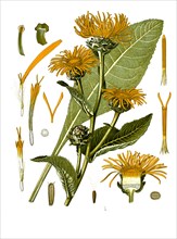 Medicinal Plant