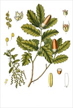 Medicinal Plant