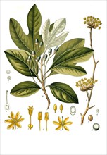 Medicinal Plant