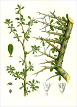 Medicinal Plant