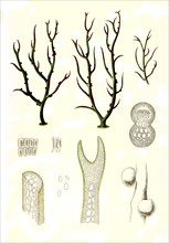 Gracilaria Lichenoides Greville