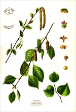 Silver Birch (Betula Pendula