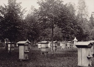 From the album of the experimental apiary of the Imperial Russian Society for the Acclimatization of Animals and Plants