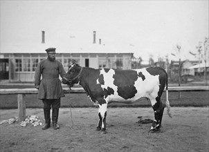 Exhibition of breeding cattle Moscow circa 1896