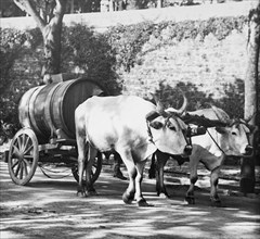 Oxen Pully Cart With Barrel In Street Probably Rome.