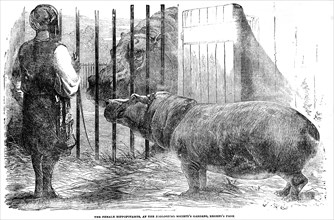 Female Hippopotamus At The Zoological Gardens, regent's Park.
