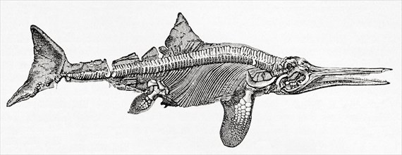 Thunnosaur ichthyosaur.