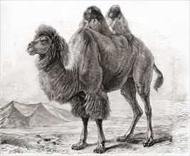 A Bactrian camel.