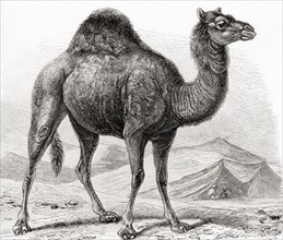The dromedary aka Arabian camel.